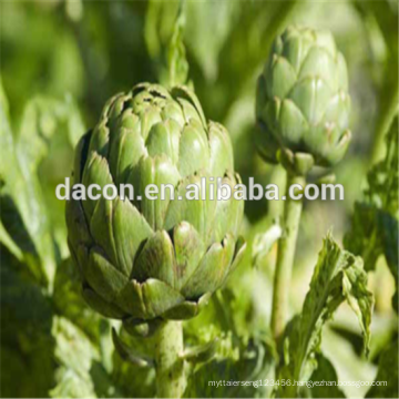 Artichoke Cynarin 2.5% 5% etc